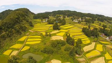 稲刈りを待つ棚田